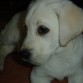 ¡Esta es mi cachorrita Kira!